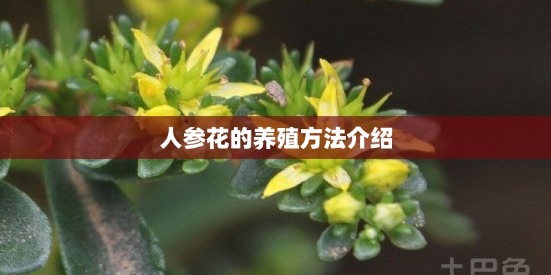 人参花的养殖方法介绍