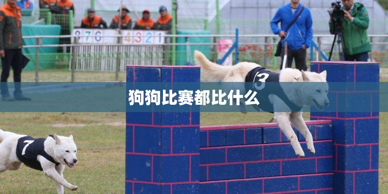 狗狗比赛都比什么