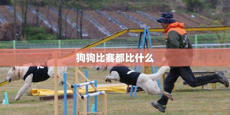 狗狗比赛都比什么 狗狗比赛都比什么