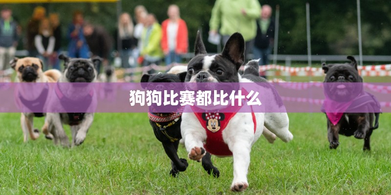 狗狗比赛都比什么 狗狗比赛都比什么
