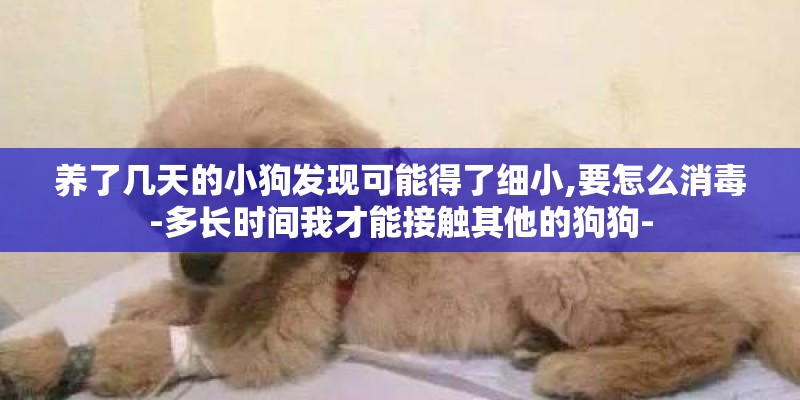 养了几天的小狗发现可能得了细小,要怎么消毒-多长时间我才能接触其他的狗狗-