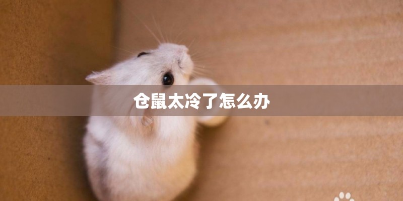 仓鼠太冷了怎么办