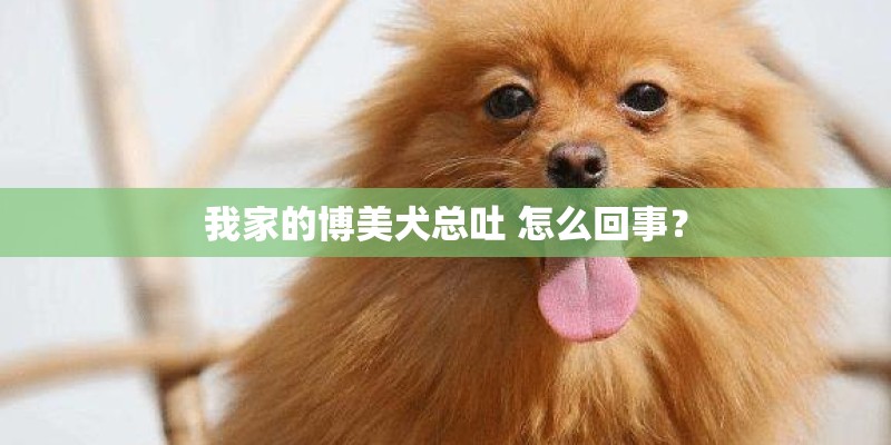 我家的博美犬总吐 怎么回事？