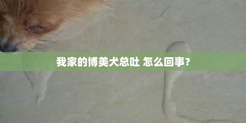 我家的博美犬总吐 怎么回事？