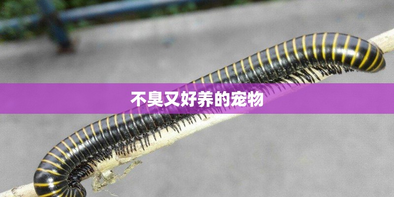 不臭又好养的宠物 不臭又好养的宠物