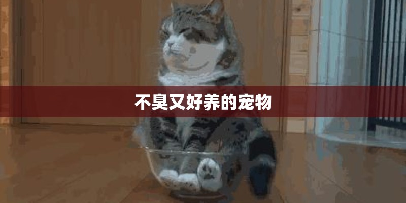 不臭又好养的宠物 不臭又好养的宠物