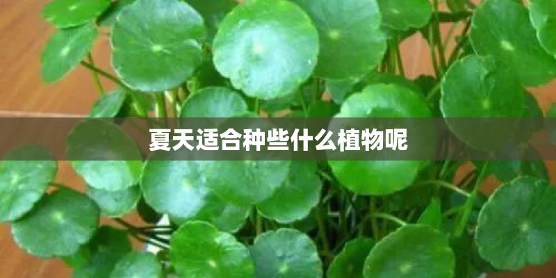 夏天适合种些什么植物呢