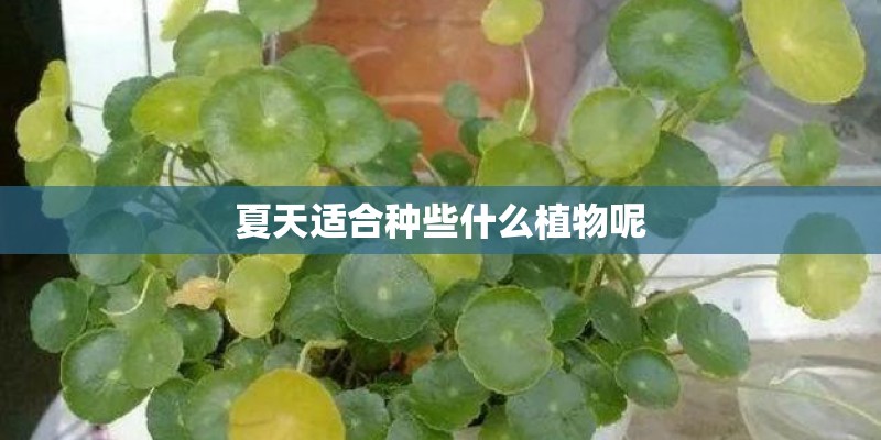 夏天适合种些什么植物呢
