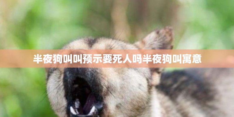 半夜狗叫叫预示要死人吗半夜狗叫寓意