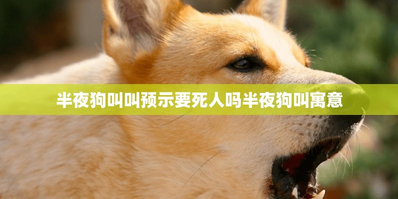 半夜狗叫叫预示要死人吗半夜狗叫寓意