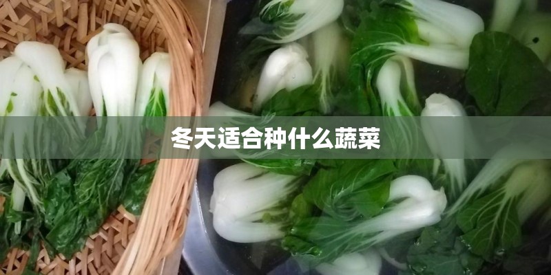 冬天适合种什么蔬菜
