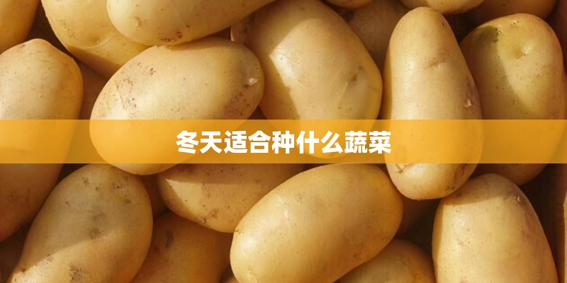 冬天适合种什么蔬菜