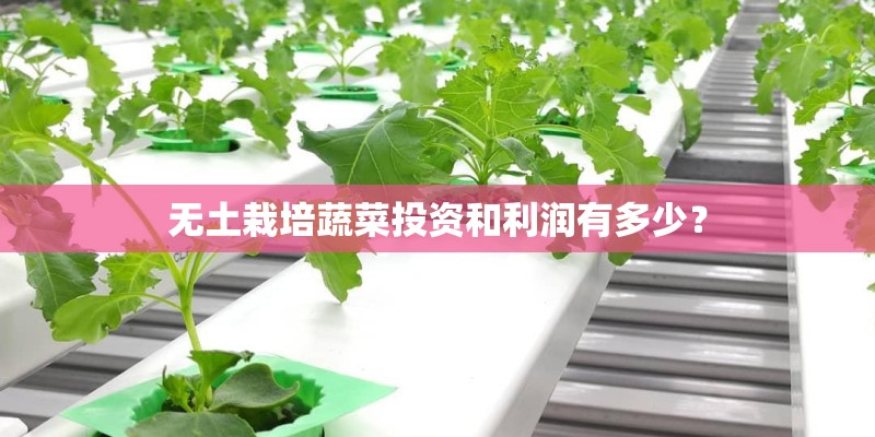 无土栽培蔬菜投资和利润有多少? 无土栽培蔬菜投资和利润有多少?