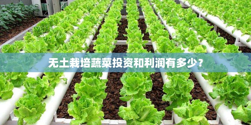 无土栽培蔬菜投资和利润有多少? 无土栽培蔬菜投资和利润有多少?