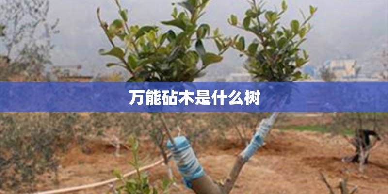 万能砧木是什么树