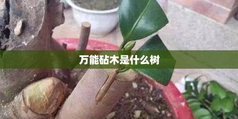 万能砧木是什么树