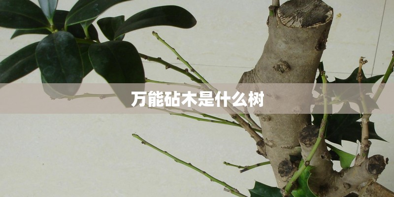 万能砧木是什么树