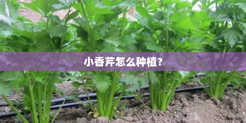 小香芹怎么种植？