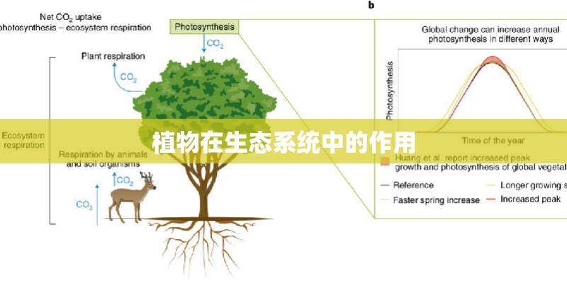 植物在生态系统中的作用