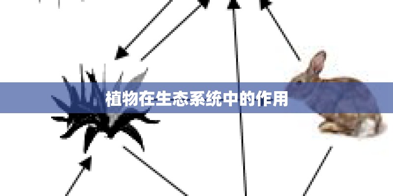 植物在生态系统中的作用
