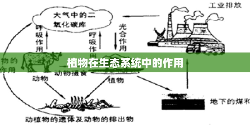 植物在生态系统中的作用