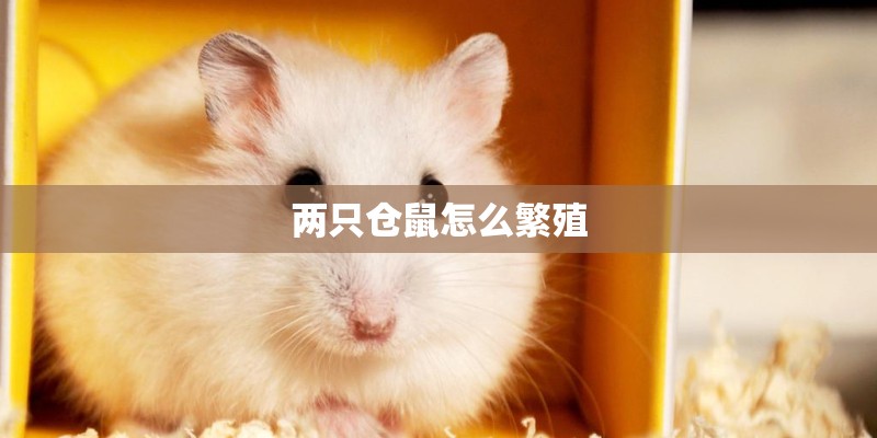两只仓鼠怎么繁殖