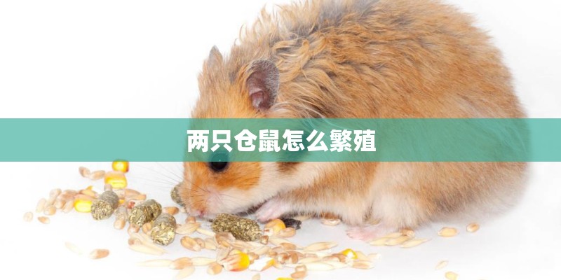 两只仓鼠怎么繁殖