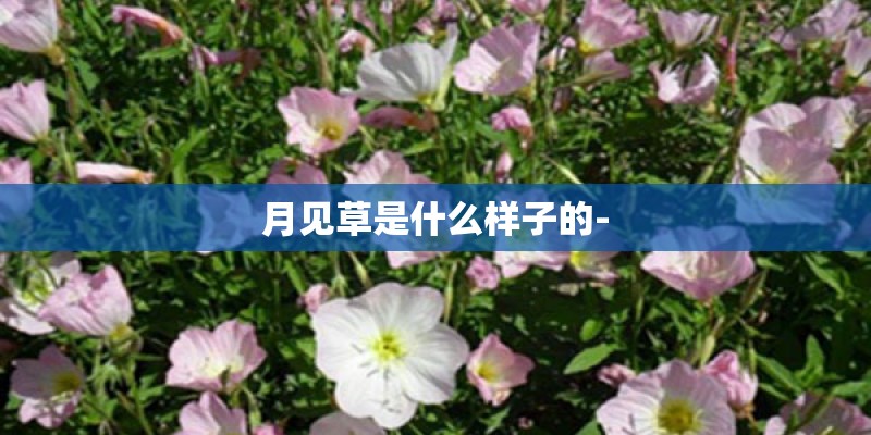 月见草是什么样子的-