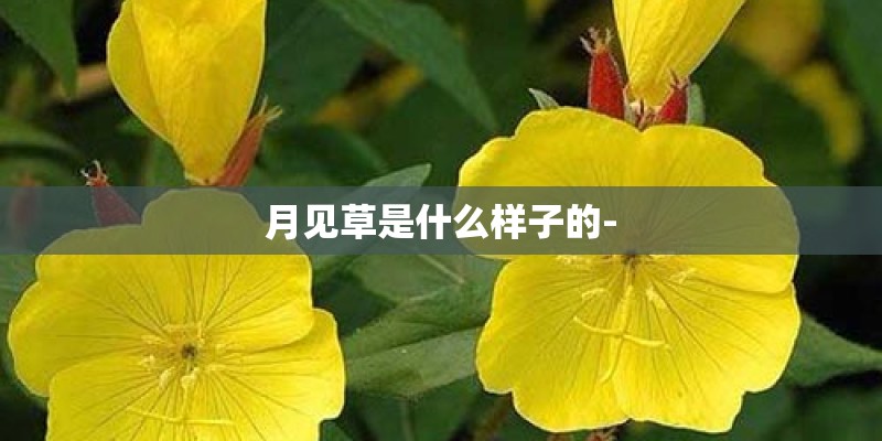 月见草是什么样子的-