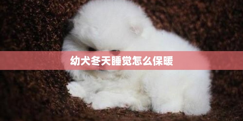 幼犬冬天睡觉怎么保暖