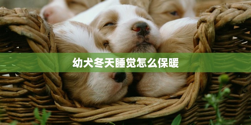 幼犬冬天睡觉怎么保暖