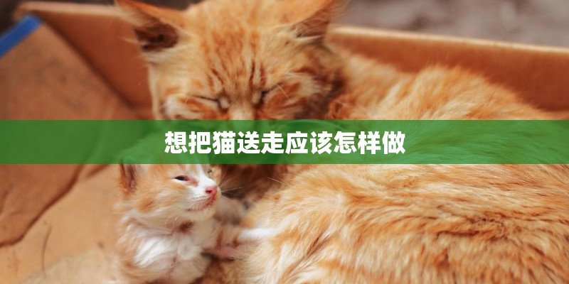 想把猫送走应该怎样做 想把猫送走应该怎样做
