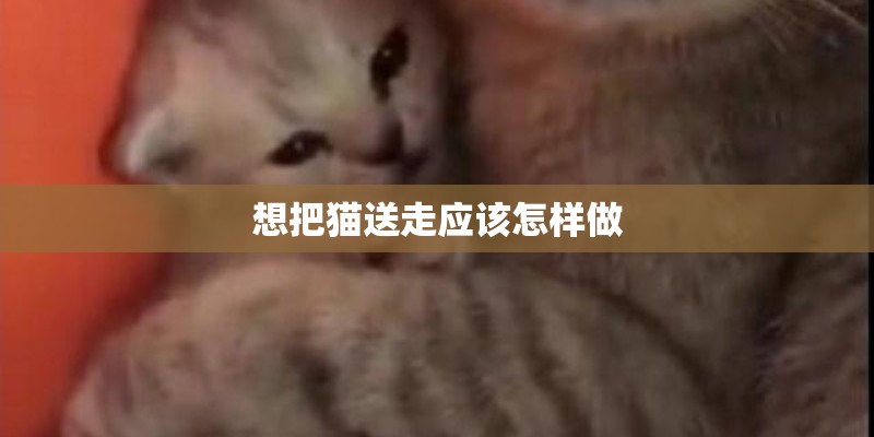 想把猫送走应该怎样做 想把猫送走应该怎样做