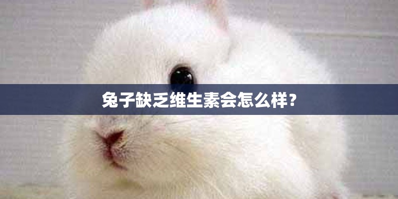 兔子缺乏维生素会怎么样？