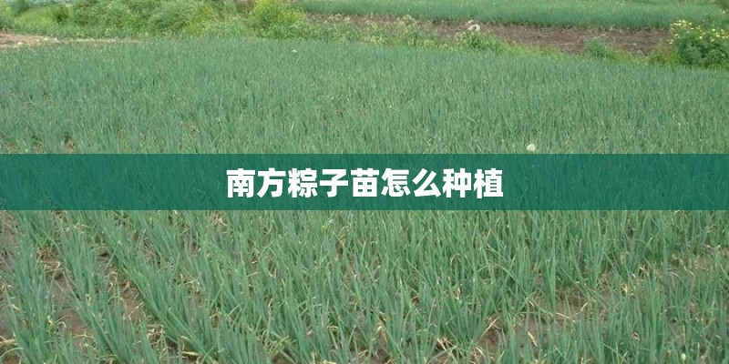 南方粽子苗怎么种植
