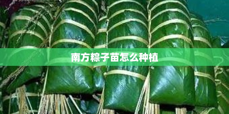 南方粽子苗怎么种植