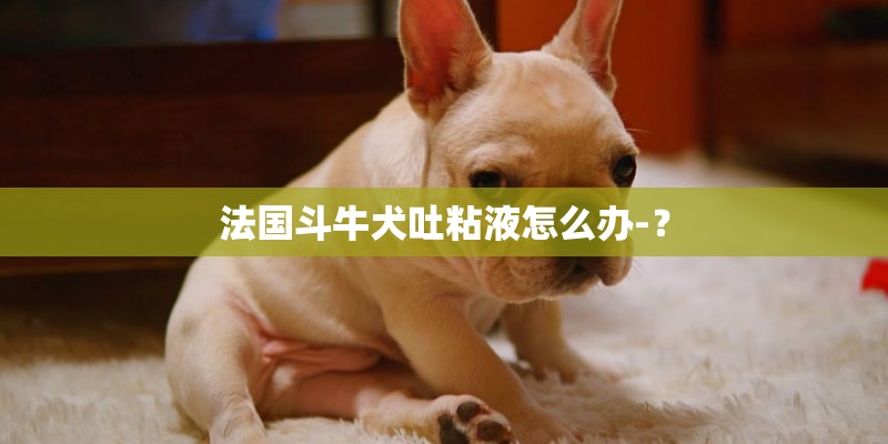 法国斗牛犬吐粘液怎么办-？