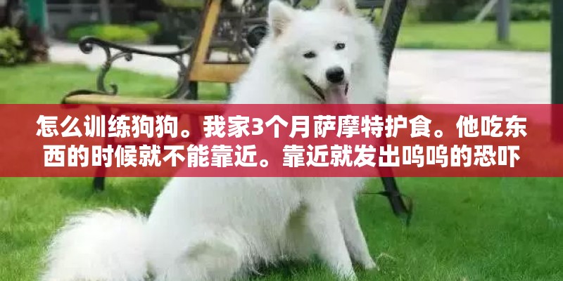 怎么训练狗狗。我家3个月萨摩特护食。他吃东西的时候就不能靠近。靠近就发出呜呜的恐吓声音。