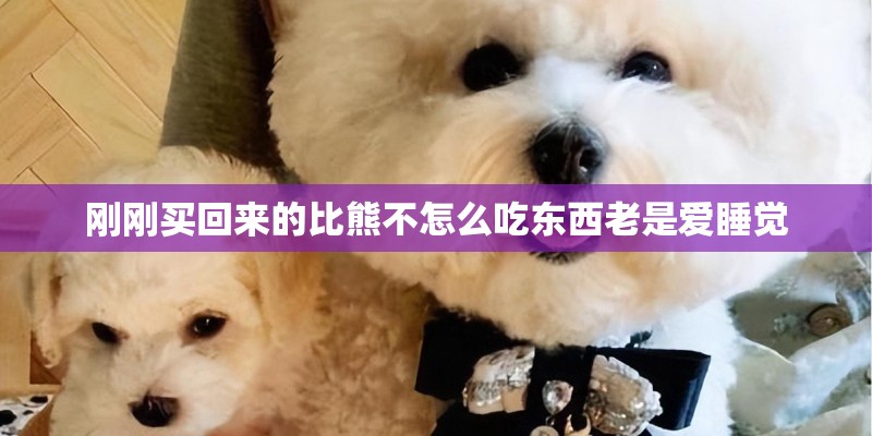 刚刚买回来的比熊不怎么吃东西老是爱睡觉