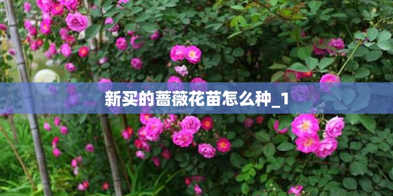 新买的蔷薇花苗怎么种_1