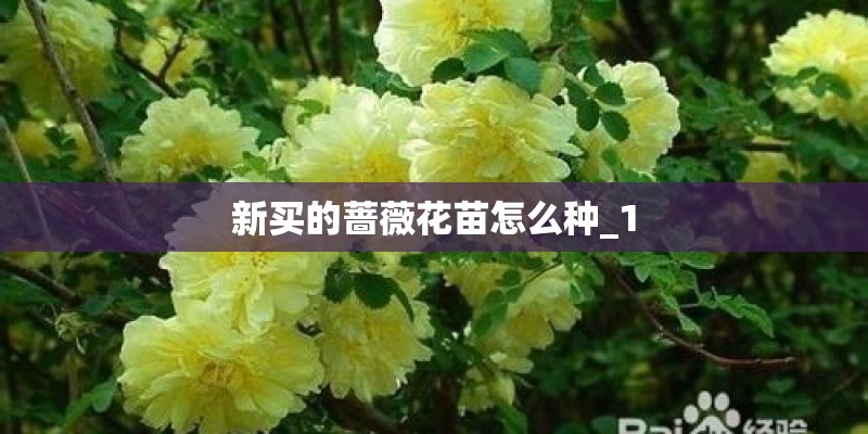 新买的蔷薇花苗怎么种_1