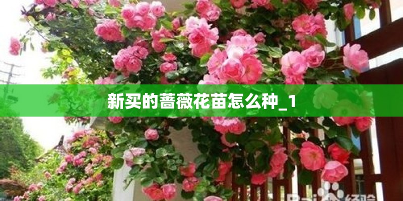 新买的蔷薇花苗怎么种_1
