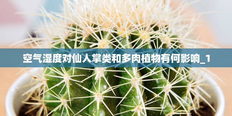 空气湿度对仙人掌类和多肉植物有何影响_1