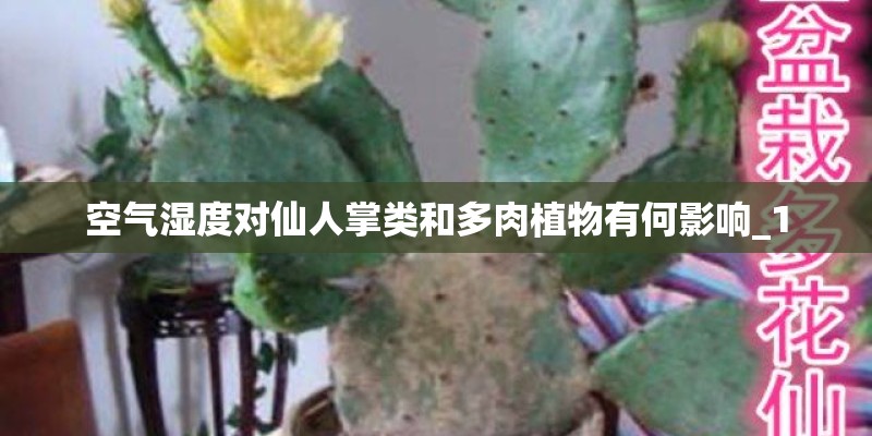 空气湿度对仙人掌类和多肉植物有何影响_1