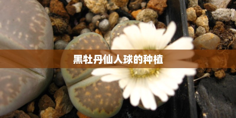 黑牡丹仙人球的种植