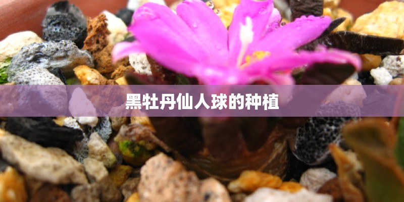 黑牡丹仙人球的种植