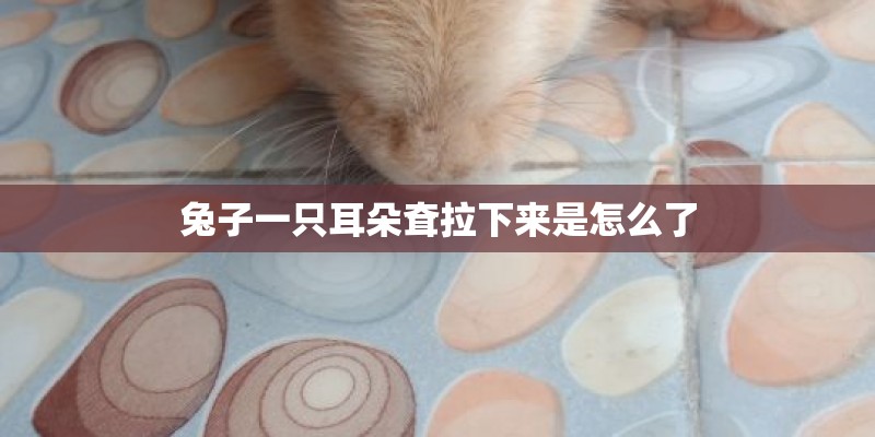 兔子一只耳朵耷拉下来是怎么了