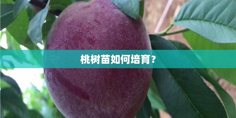 桃树苗如何培育？