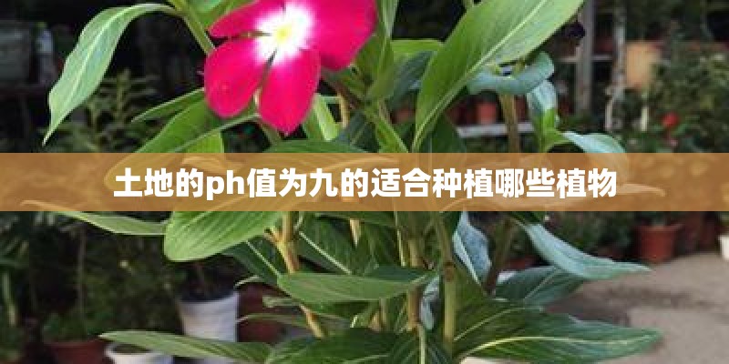 土地的ph值为九的适合种植哪些植物