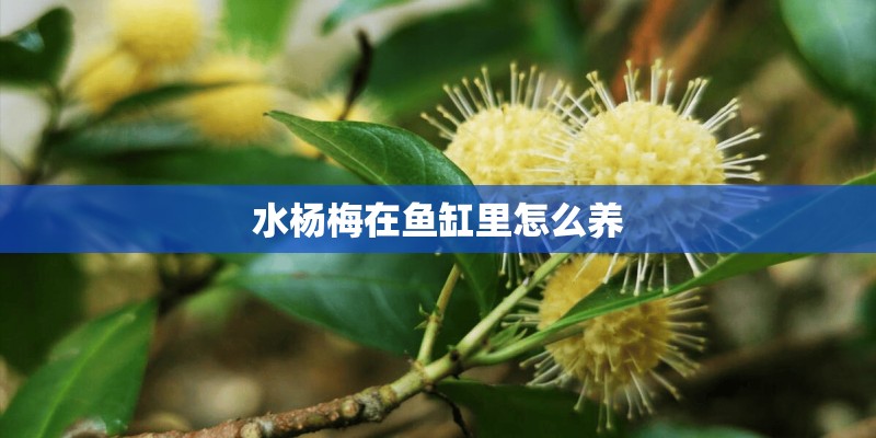 水杨梅在鱼缸里怎么养